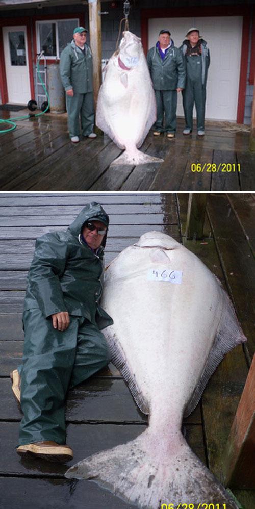 20110708 giant halibut.jpg 알래스카의 2.4미터짜리 거대넙치